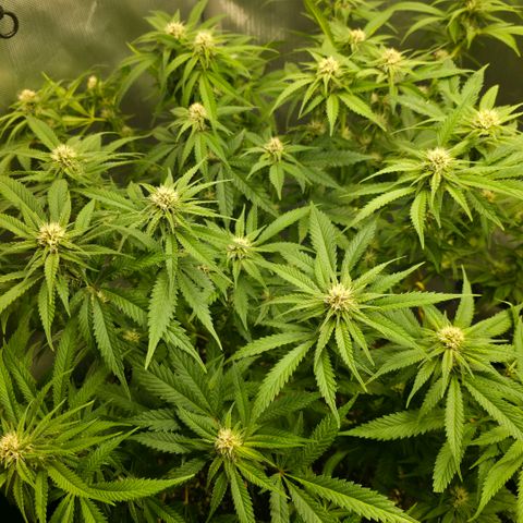 Purples  left growlog timeline photo