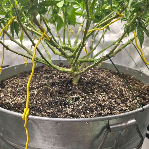 Purples  left growlog photo: LST reapplied to spread canopy