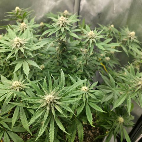 Purple right growlog timeline photo