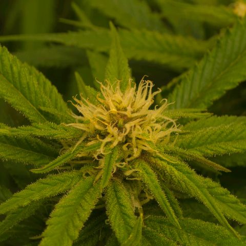 Purple right growlog timeline photo