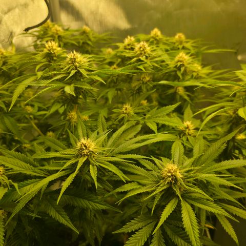Purples  left growlog timeline photo
