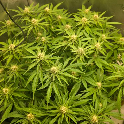 Purples  left growlog timeline photo