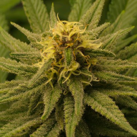 Purple right growlog photo: Purple hues are definitely present and have been for a few weeks now. Frost is more pronounced than on left for sure.  