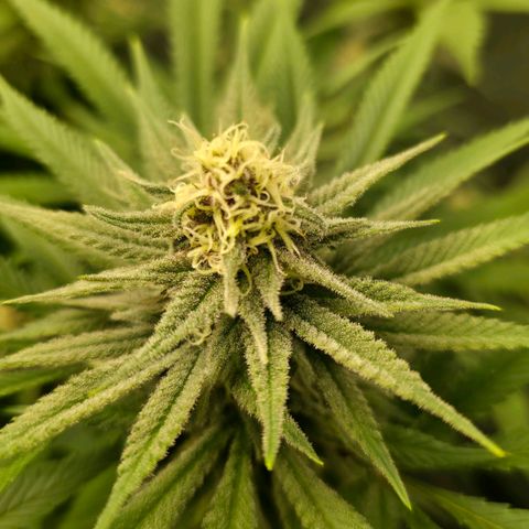 Purple right growlog photo: Purple hues are definitely present and have been for a few weeks now. Frost is more pronounced than on left for sure.  