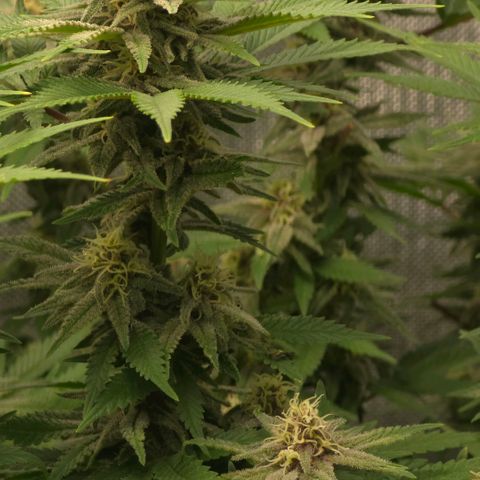 Purple right growlog timeline photo