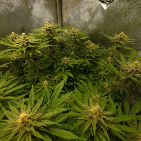 Purple right growlog timeline photo