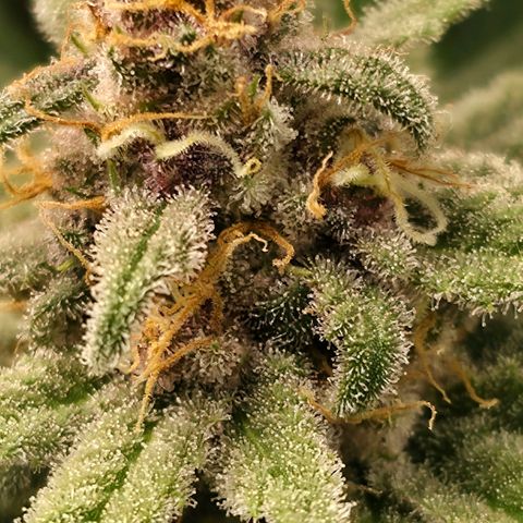 Purple right growlog photo: Currently have a ph issue bit I'm pretty sure she can tough it out for the remainder time left. Gassy aroma hits you so quick