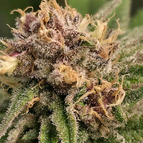 Purples  left growlog photo: Not as bad of a ph issue as the other but still a concern. Not as far along according to these hairs as her sister but still looking good and gassy as well. Should be soon