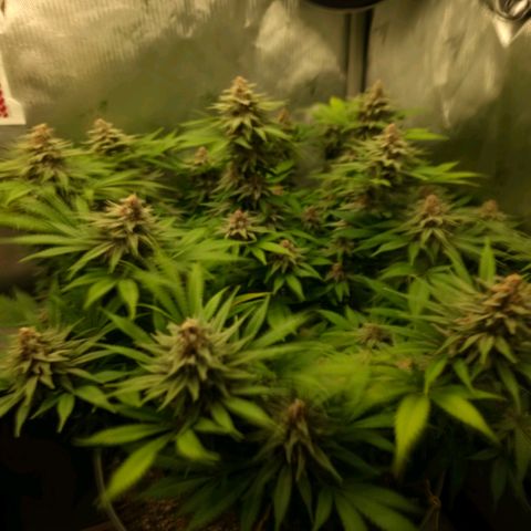 Purples  left growlog timeline photo