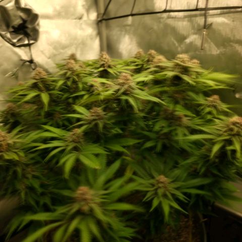 Purples  left growlog timeline photo