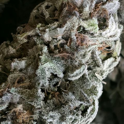 Purple right growlog timeline photo