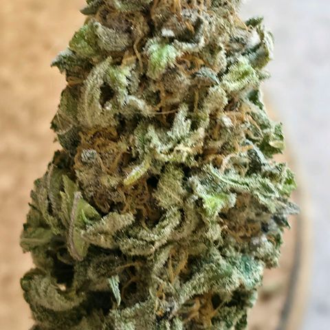 Purples  left growlog timeline photo