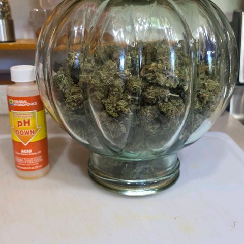 Purples  left growlog timeline photo