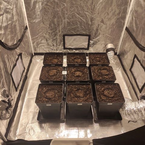 Mamba Negra growlog photo: 22'7°C 45% humedad 7:35 pm