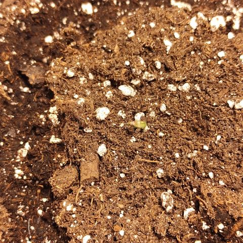 Sour Apple 1️⃣ growlog timeline photo