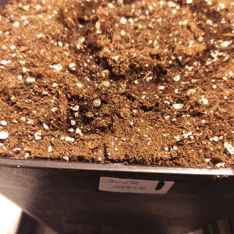 Sour Apple 1️⃣ growlog timeline photo