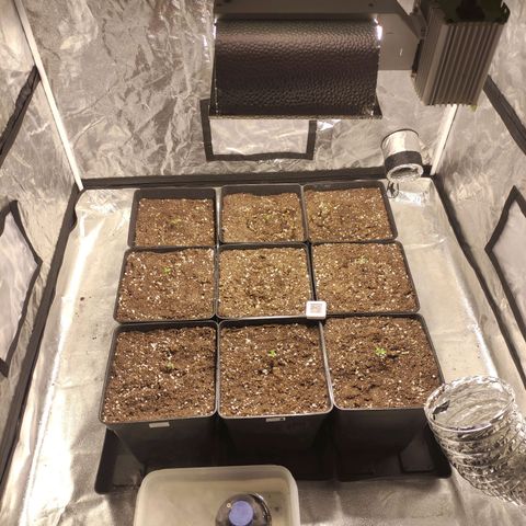 Mamba Negra growlog photo: Inicio de la fase crecimiento 👌🥳