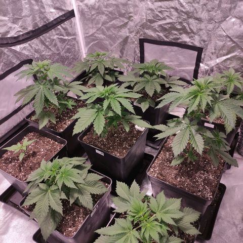Mamba Negra growlog timeline photo
