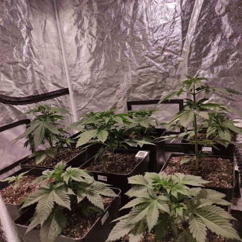 Mamba Negra growlog timeline photo