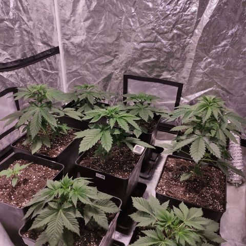 Mamba Negra growlog timeline photo