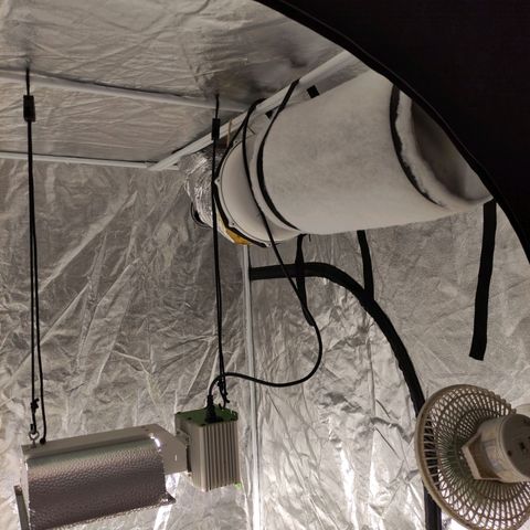 Mamba Negra growlog timeline photo