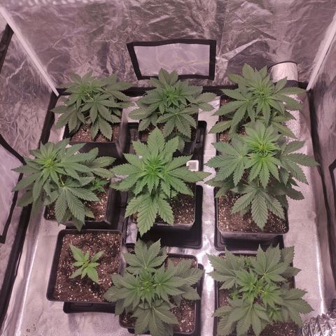 Mamba Negra growlog timeline photo