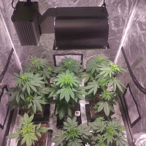 Mamba Negra growlog timeline photo