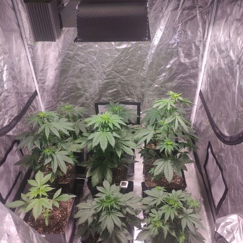 Mamba Negra growlog timeline photo