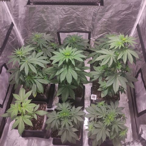Mamba Negra growlog timeline photo