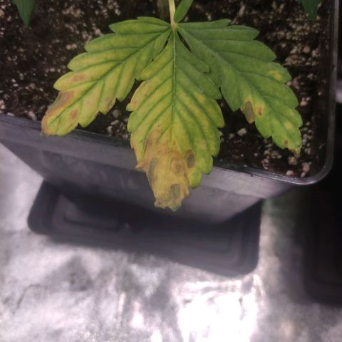 Sour Apple 1️⃣ growlog photo: Seguimiento hoja