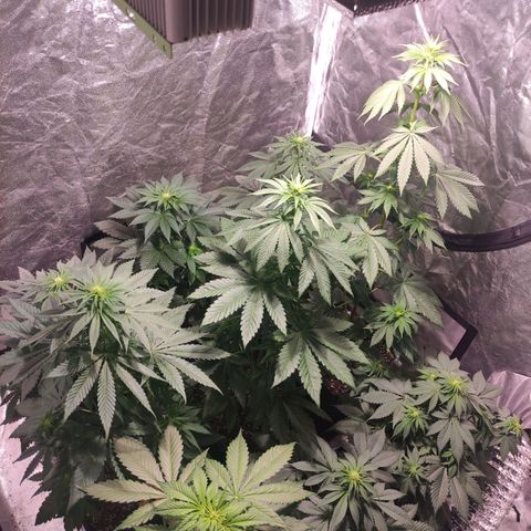 Mamba Negra growlog timeline photo
