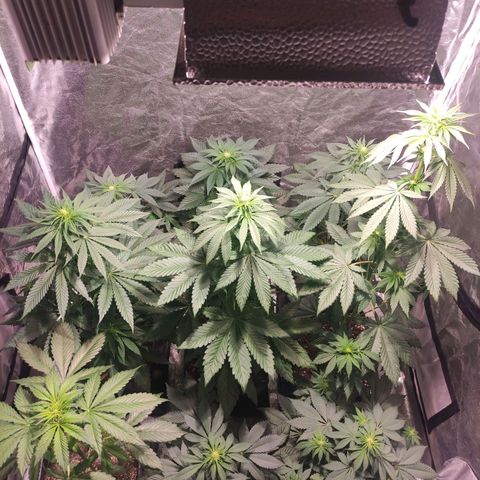 Mamba Negra growlog timeline photo