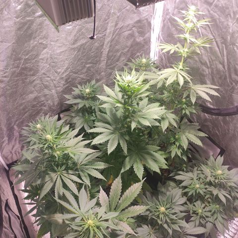 Mamba Negra growlog timeline photo