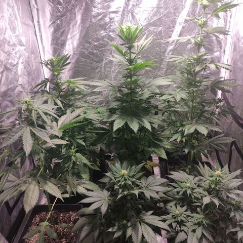 Mamba Negra growlog timeline photo