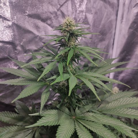 Sour Apple 1️⃣ growlog timeline photo