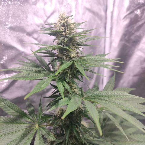 Sour Apple 1️⃣ growlog timeline photo