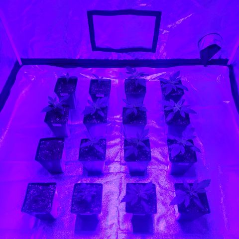 Mamba Negra growlog photo: Plantas cambiadas de ambiente de growbox a indoor, cambio a led grande... Haber que tal les sienta....