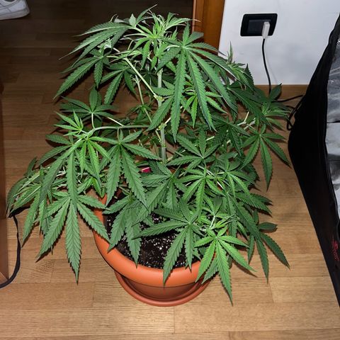 silverona growlog timeline photo