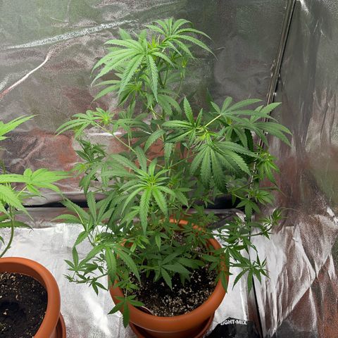 silverona growlog photo: silverona potata -10gg alle 12/12