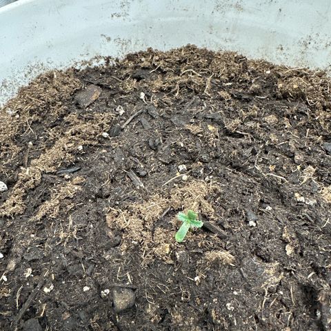 Godzilla Haze growlog timeline photo