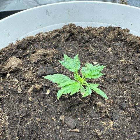 Strawberry Cough growlog timeline photo