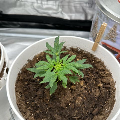Strawberry Cough growlog timeline photo