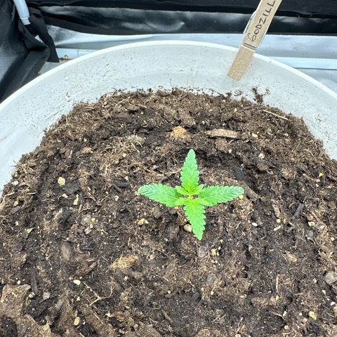 Godzilla Haze growlog timeline photo