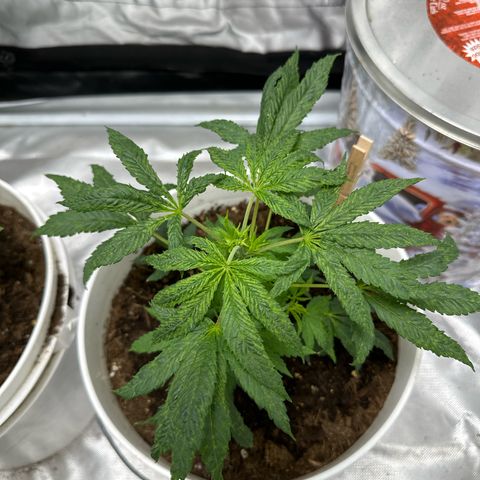 Strawberry Cough growlog photo: I topped her and looks like i have some light stress