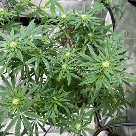 Strawberry Cough growlog timeline photo