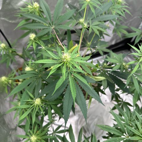 Godzilla Haze growlog timeline photo