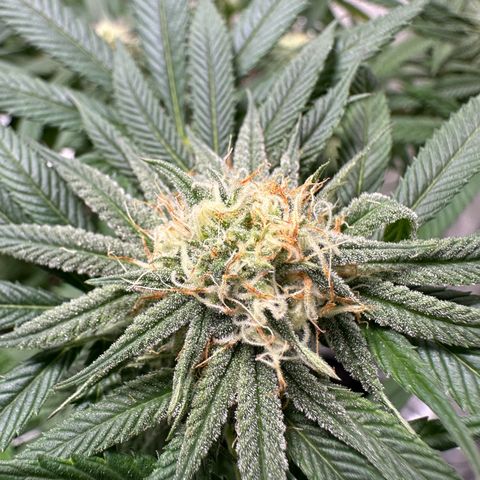 Strawberry Cough growlog timeline photo