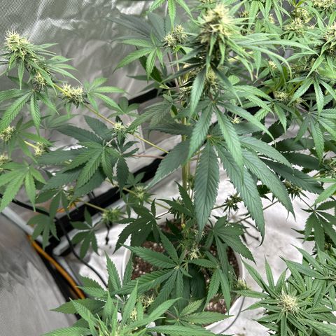Godzilla Haze growlog timeline photo