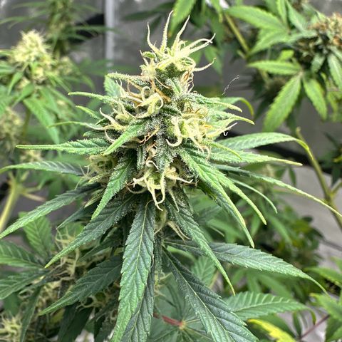 Godzilla Haze growlog timeline photo