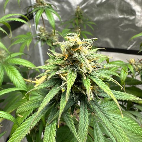 Godzilla Haze growlog timeline photo